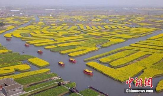 垛上花开邀客来 兴化千垛菜花旅游节将开幕