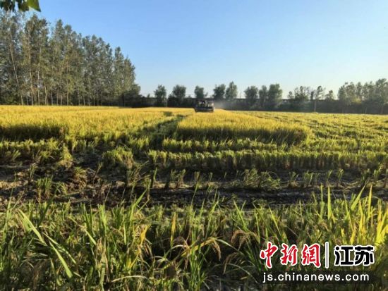 姚绳村秋收现场。寇刚 摄 姚绳村秋收现场。寇刚 摄