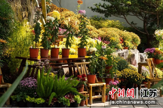 特色菊花小品。南京市民俗博物馆 供图 特色菊花小品。南京市民俗博物馆 供图