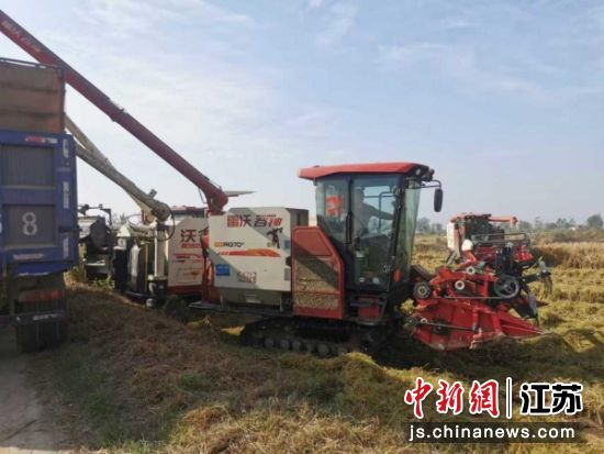 何桥镇建立“镇–村–户”三级联动机制,实行“统一调度、分片作业”,确保“成熟一块,收割一块”。张梦楚 摄 何桥镇建立“镇–村–户”三级联动机制,实行“统一调度、分片作业”,确保“成熟一块,收割一块”。张梦楚 摄