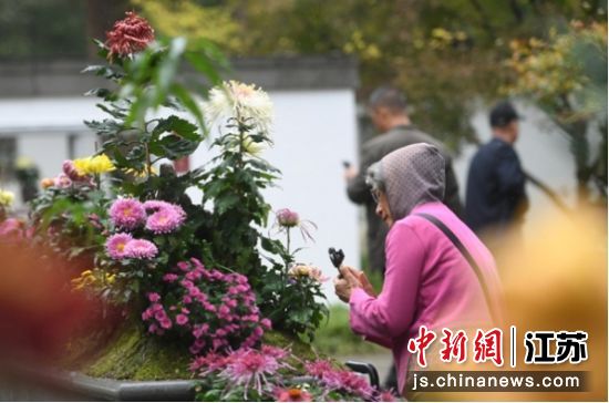 市民赏菊。南京中山植物园 供图 市民赏菊。南京中山植物园 供图