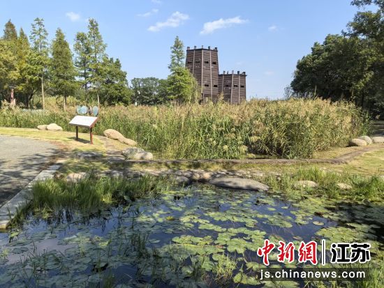 湿地中的观鸟台成了沙家浜的新地标。 钟升 摄 湿地中的观鸟台成了沙家浜的新地标。 钟升 摄