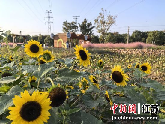 肖家巷特色田园乡村仿佛童话故事中的场景。 钟升 摄 肖家巷特色田园乡村仿佛童话故事中的场景。 钟升 摄