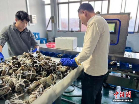 10月29日,工作人员将捆扎好的鲜活大闸蟹放上分拣机,对其进行自动称重、分拣。中新社记者 朱晓颖 摄 10月29日,工作人员将捆扎好的鲜活大闸蟹放上分拣机,对其进行自动称重、分拣。中新社记者 朱晓颖 摄