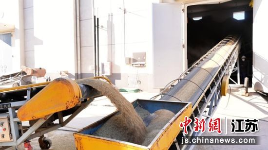 金灿灿的稻谷顺着输送履带源源不断涌入粮仓。杨斐 摄 金灿灿的稻谷顺着输送履带源源不断涌入粮仓。杨斐 摄