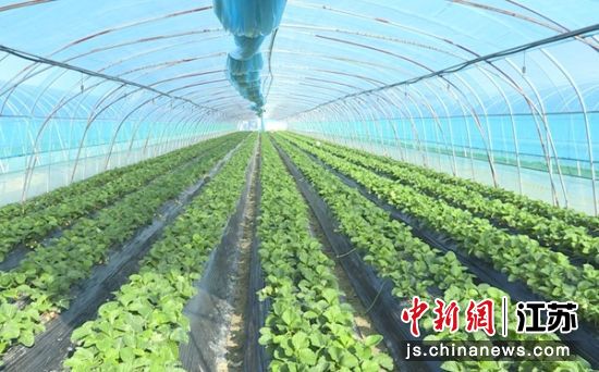 盐都区潘黄街道新民村的部分草莓大棚里,一垄垄草莓苗长势旺盛。商林生 摄 盐都区潘黄街道新民村的部分草莓大棚里,一垄垄草莓苗长势旺盛。商林生 摄