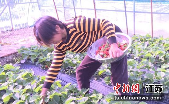 草莓种植户董兆英穿梭在垄间采摘成熟草莓。商林生 摄 草莓种植户董兆英穿梭在垄间采摘成熟草莓。商林生 摄