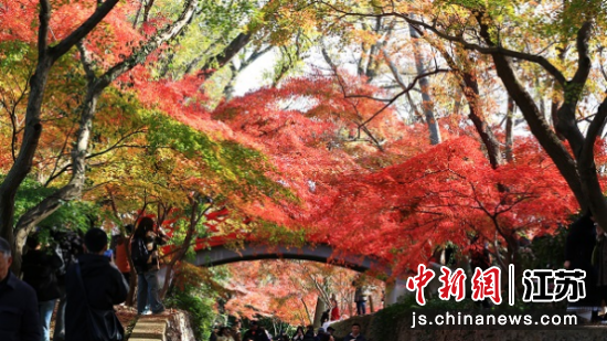 南京中山植物园红枫岗。姜博 摄 南京中山植物园红枫岗。姜博 摄