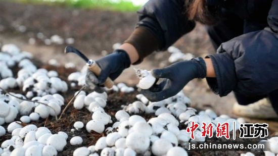 工人采摘双孢菇。周杨 摄 工人采摘双孢菇。周杨 摄
