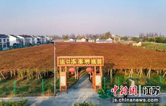 秦南镇泾口瓜蒌种植园。凌小堃 摄 秦南镇泾口瓜蒌种植园。凌小堃 摄