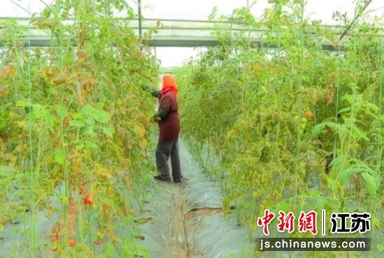 尚庄镇塘桥村湖畔果园里,工人挑选小番茄。白浩辰 摄 尚庄镇塘桥村湖畔果园里,工人挑选小番茄。白浩辰 摄