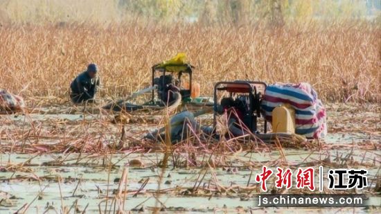 学富镇中徐社区的一处藕田里,藕农们忙着挖藕。白浩辰 摄 学富镇中徐社区的一处藕田里,藕农们忙着挖藕。白浩辰 摄