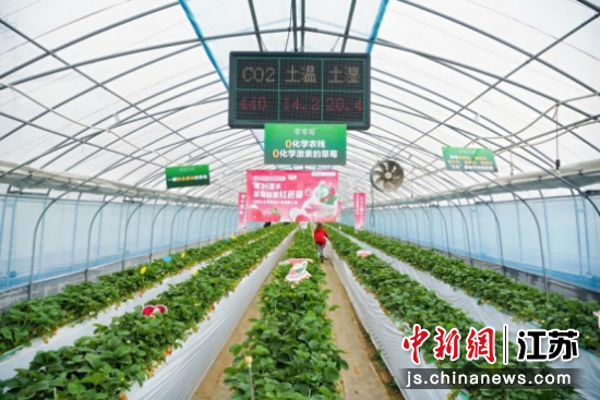 ��ɫׯ԰�ǰٹ�԰��Լ����ֱ�ɵĴ��Ͳ�ݮ���ء��ٹ�԰��ͼ