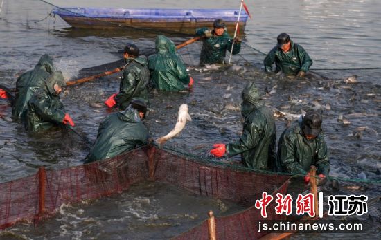 甘露青鱼开捕现场。鹅湖镇 供图 甘露青鱼开捕现场。鹅湖镇 供图