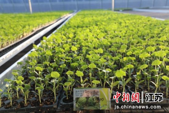 西瓜苗长势旺盛。陈士洲 摄 西瓜苗长势旺盛。陈士洲 摄