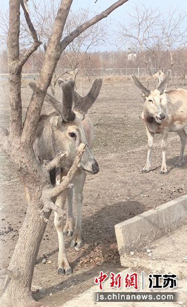 ������¹ͷ��������¹�ס���ѩ ��