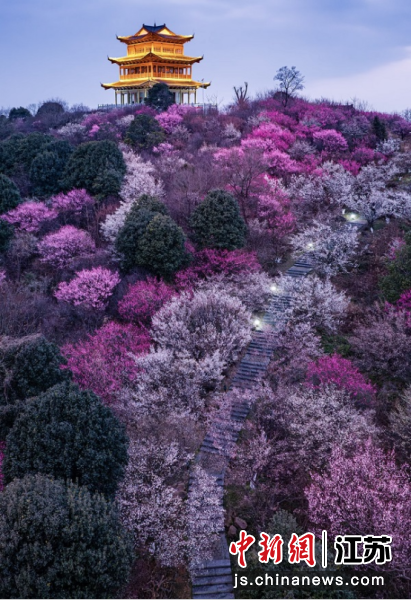傅家边梅花山。南京市溧水区委宣传部 供图 傅家边梅花山。南京市溧水区委宣传部 供图