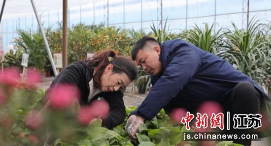 现代农业智能技术让花卉农场鲜花长势好,效益高。刘亚翔 摄 现代农业智能技术让花卉农场鲜花长势好,效益高。刘亚翔 摄