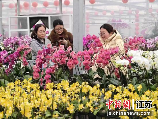 春节期间,市民选购年宵花。沭阳县委宣传部 供图 春节期间,市民选购年宵花。沭阳县委宣传部 供图