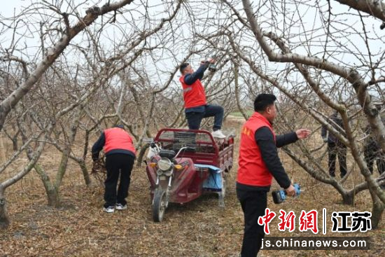 志愿者在桃园里修剪桃树。赵鹏 摄 志愿者在桃园里修剪桃树。赵鹏 摄