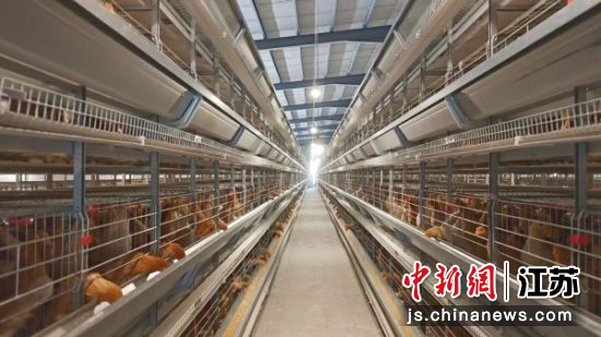 蛋鸡过上了“科技生活”。徐春艳 摄 蛋鸡过上了“科技生活”。徐春艳 摄