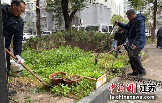 整治小区毁绿种菜。盐渎街道 供图 整治小区毁绿种菜。盐渎街道 供图
