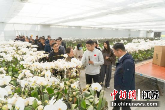 观摩团在蝴蝶兰生产基地参观。武佩剑 摄 观摩团在蝴蝶兰生产基地参观。武佩剑 摄