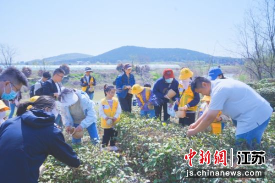 游客在专业茶农的指导下体验采茶。徐州经开区 供图 游客在专业茶农的指导下体验采茶。徐州经开区 供图