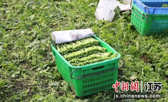 蔬菜基地里的菜心集中上市。杨斐 摄 蔬菜基地里的菜心集中上市。杨斐 摄