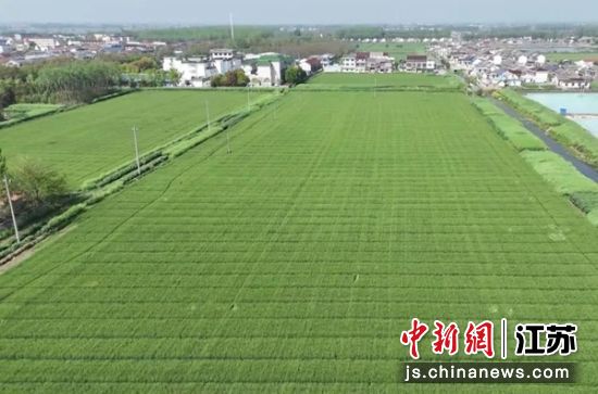 小麦长势喜人。钱伟伟 摄 小麦长势喜人。钱伟伟 摄
