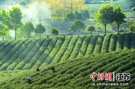 宜兴茶园实景。宜兴发布 供图 宜兴茶园实景。宜兴发布 供图