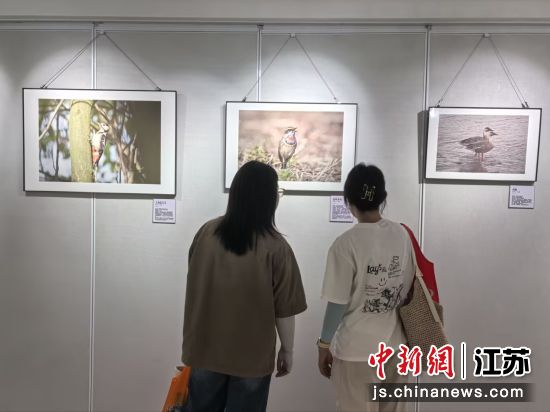 民众在“神奇生物在港城”生态文化作品展上参观。钟升 摄 民众在“神奇生物在港城”生态文化作品展上参观。钟升 摄