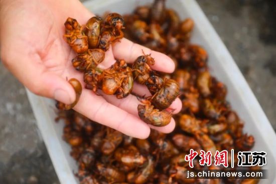 丰县金蝉。路硕 摄 丰县金蝉。路硕 摄