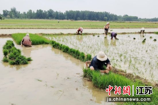 李集镇庄河村村民在手工插秧。赵鹏 摄 李集镇庄河村村民在手工插秧。赵鹏 摄