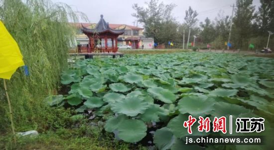 荷塘边的凉亭成为村民纳凉好去处。郭嫽 摄 荷塘边的凉亭成为村民纳凉好去处。郭嫽 摄