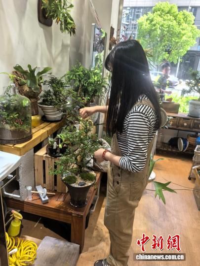 “手作森林”植物复合商店一角。常慕城 摄 “手作森林”植物复合商店一角。常慕城 摄