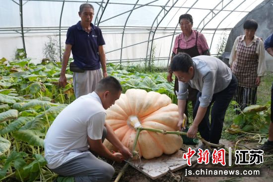 工作人员收获巨型南瓜。吴炳翔 摄 工作人员收获巨型南瓜。吴炳翔 摄