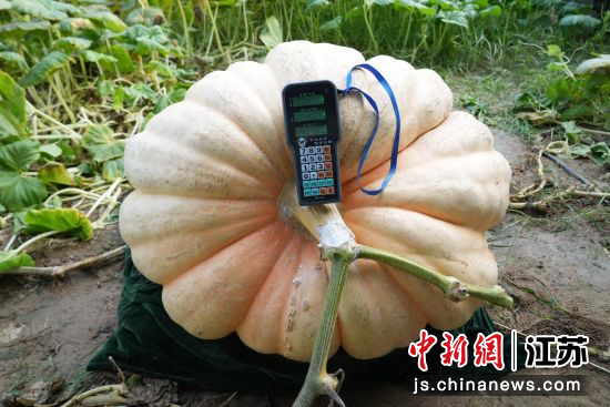 现场称重。吴炳翔 摄 现场称重。吴炳翔 摄