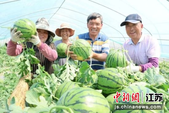 魏集镇张庄村西瓜丰收。陈士洲 摄 魏集镇张庄村西瓜丰收。陈士洲 摄