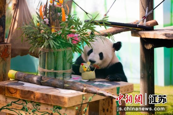 大熊猫“渝宝”。无锡动物园 供图 大熊猫“渝宝”。无锡动物园 供图