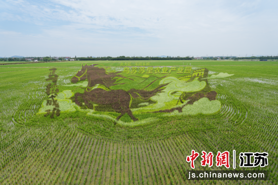巨型稻田画全新亮相。玉祁街道 供图 巨型稻田画全新亮相。玉祁街道 供图
