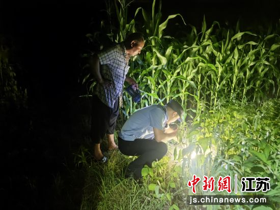 民警在田间搜寻牛犊。泗洪县公安局 供图 民警在田间搜寻牛犊。泗洪县公安局 供图
