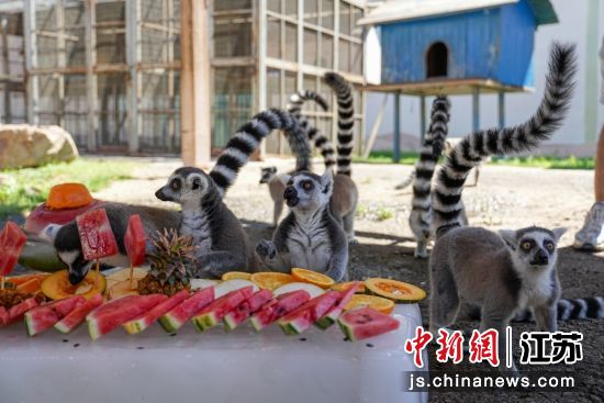 环尾狐猴吃冰块西瓜。无锡动物园 供图 环尾狐猴吃冰块西瓜。无锡动物园 供图