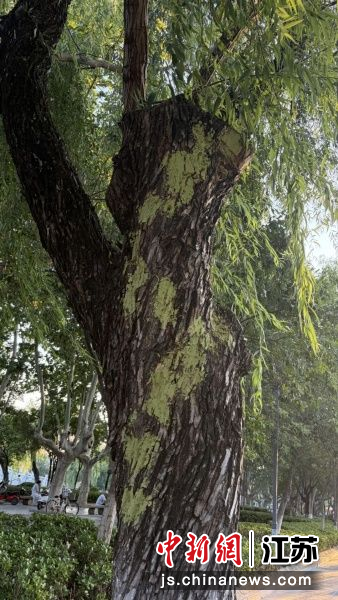 树干上的病害病灶全部清除,树体创面还涂抹了一层防护愈合膏。周杨 摄 树干上的病害病灶全部清除,树体创面还涂抹了一层防护愈合膏。周杨 摄