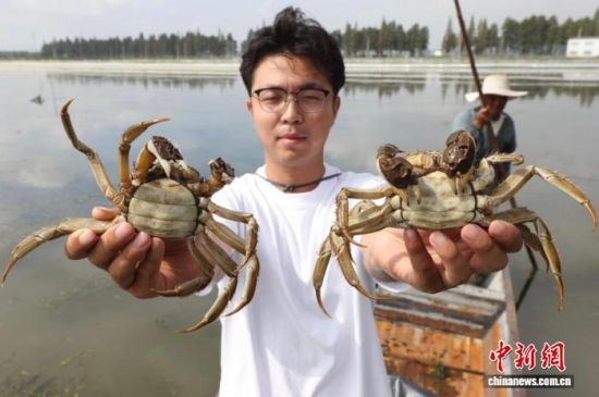南京高校的高淳螃蟹养殖合作基地的技术人员捕捞螃蟹(资料图)。中新网记者 泱波 摄 南京高校的高淳螃蟹养殖合作基地的技术人员捕捞螃蟹(资料图)。中新网记者 泱波 摄