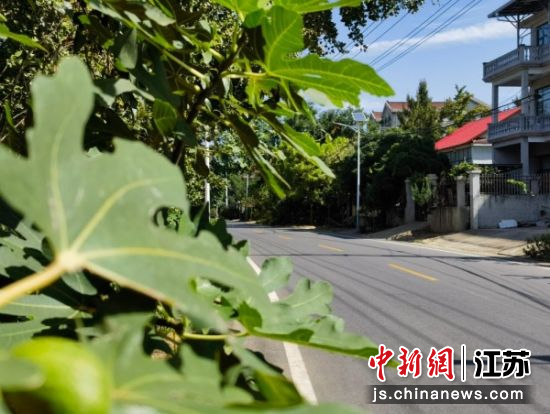 油坊村干净平坦的水泥路四通八达。邳州市委宣传部 供图 油坊村干净平坦的水泥路四通八达。邳州市委宣传部 供图