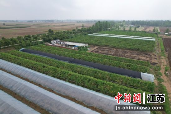 大王庙村选取20个大棚试种水果冬瓜。邳州市委宣传部 供图 大王庙村选取20个大棚试种水果冬瓜。邳州市委宣传部 供图