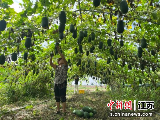 村民采摘水果冬瓜。邳州市委宣传部 供图 村民采摘水果冬瓜。邳州市委宣传部 供图