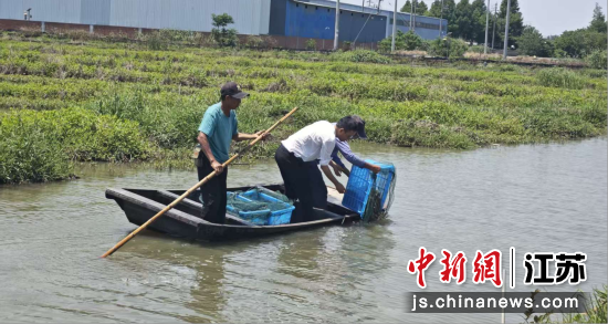 “苏沪1号”罗氏沼虾虾苗投放。江苏农牧科技职业学院 供图 “苏沪1号”罗氏沼虾虾苗投放。江苏农牧科技职业学院 供图