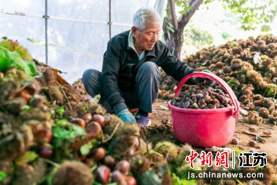 陈楼镇古栗园板栗丰收。陈谢 摄 陈楼镇古栗园板栗丰收。陈谢 摄